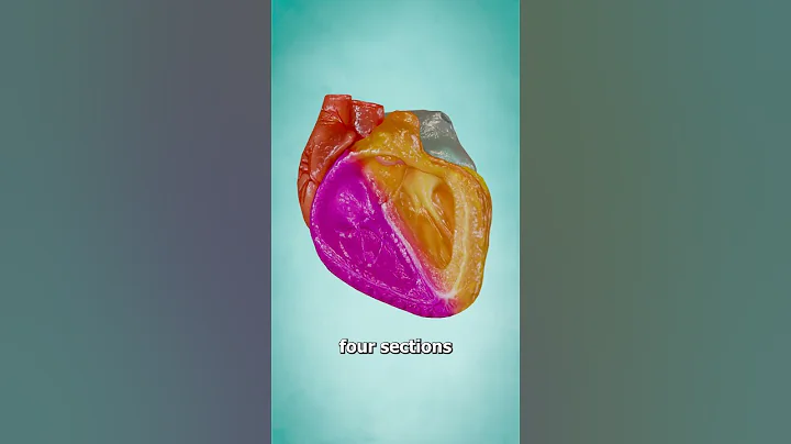 How The Heart Pumps Blood 🤨