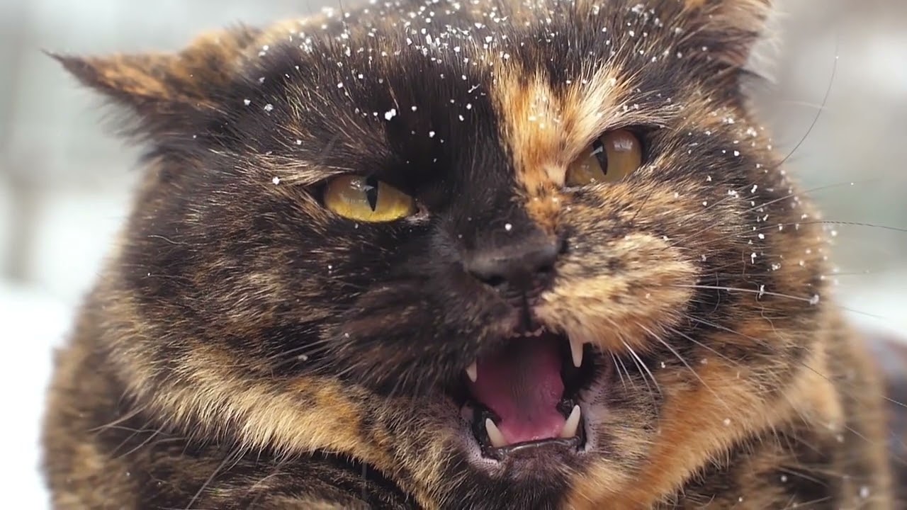 Cat Angry by koriiiiiiiiiiiiii Sound Effect - Meme Button - Tuna