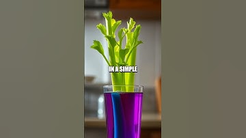 The Three Demos A Kitchen Science Mini Lab