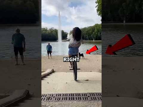 Watch Out For The Dog 