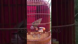 Download Lagu SUARA KICAU WAMBI GACOR.(1) MP3