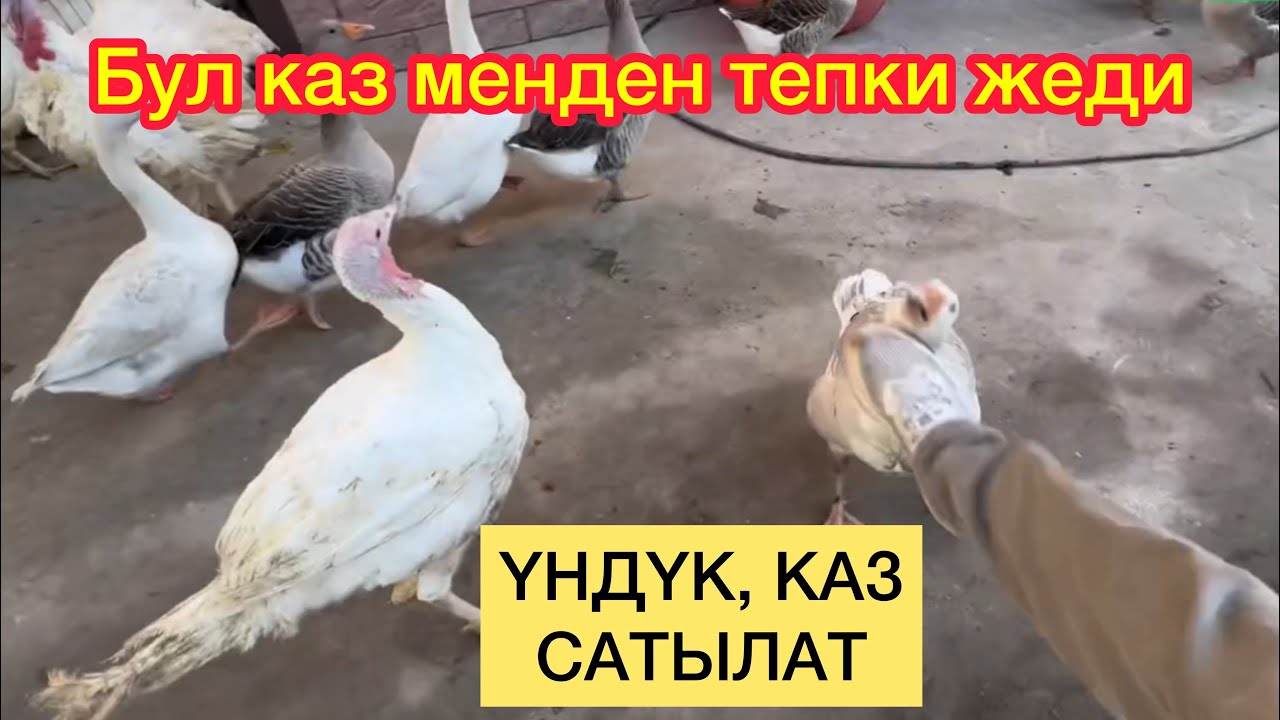 ДЕН СООЛУККА эң пайдалуу ҮНДҮКТӨР сатылат // эти даамдуу ТҮШҮҢҮЗГӨ кирет