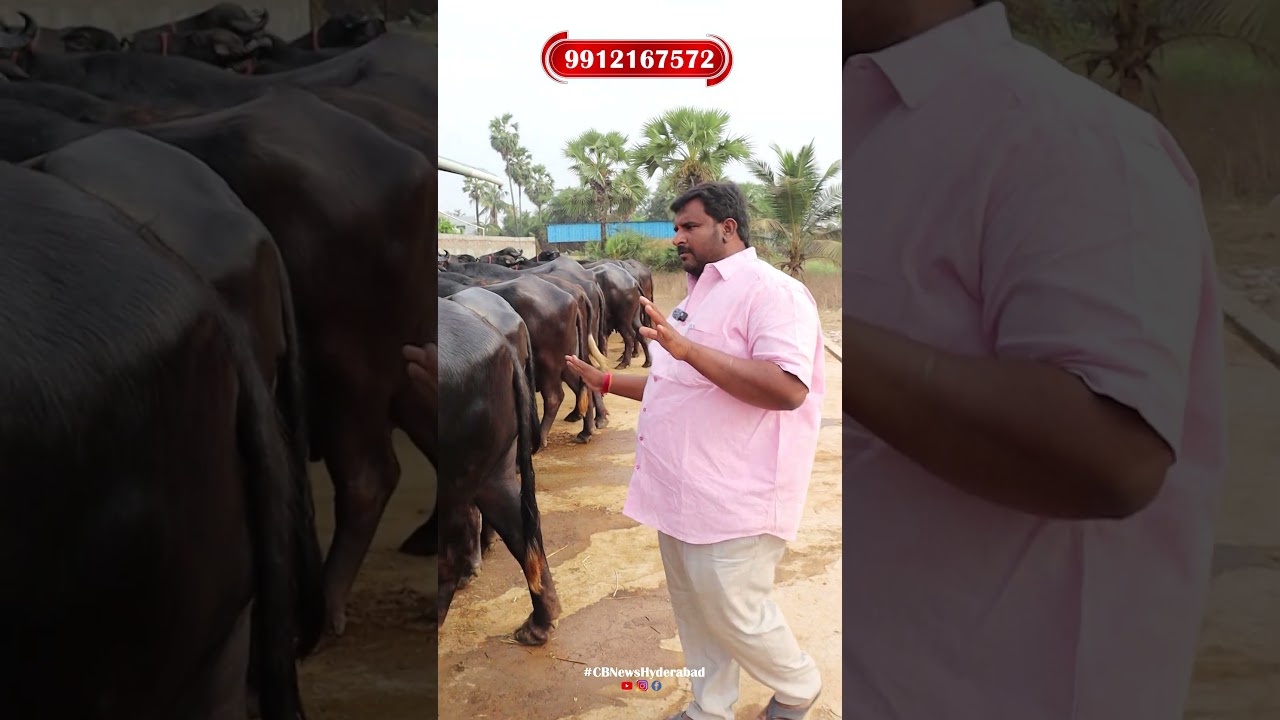 తక్కువ ధరలో ముర్రా గేదెలు #farming #dairyfarm #calfs #andhrafarmers #cow #farm #hyderabad #bullfarm
