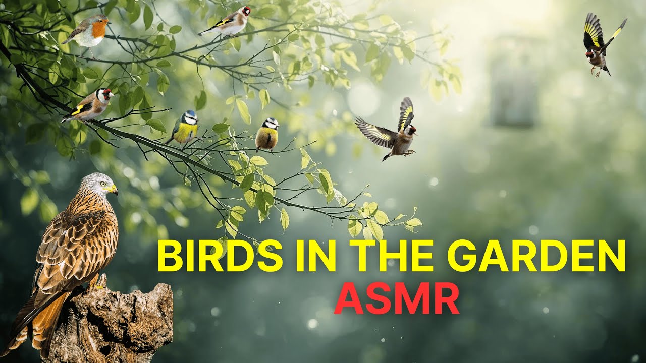 I got BIRD ASMR when I left the camera outside for a DAY