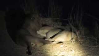 Lions moving around the jeep, South Luangwa, Zambia