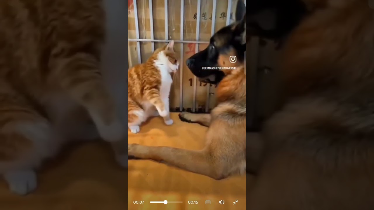dog and cat 