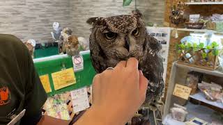動画 アフリカワシミミズクのご紹介です♪（熱帯倶楽部 東川口本店