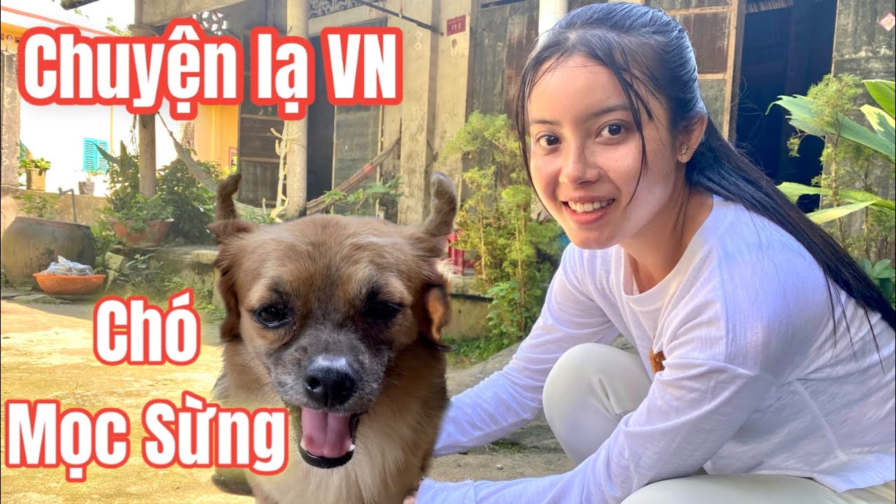 CHÓ MỌC SỪNG PHÁT HIỆN TRÊN NÚI CẤM AN GIANG ĐỘC LẠ VN... - youtube