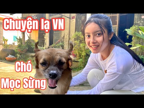 Video CHÓ MỌC SỪNG PHÁT HIỆN TRÊN NÚI CẤM AN GIANG ĐỘC LẠ VN... - youtube