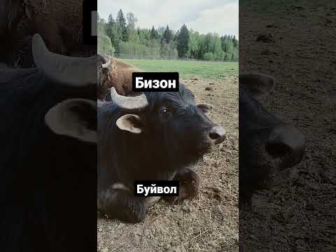 Бизон и буйвол в Подмосковном сафари-парке #забавныеживотные #funnyanimals #бизон #буйвол #bison