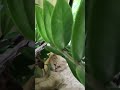 Persian cat #music