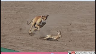 rabbit vs greyhound dogs coursing