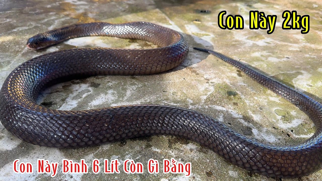 Quá Trời Con Sáp Vàng Này Quá Đẹp Với 2 Con 3,7kg Ngâm Rượu Còn Gì Phải Nói | Mười Thương Săn Bắt