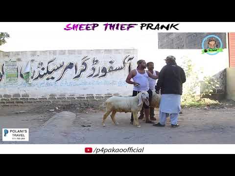 | SHEEP THEIF PRANK | By Nadir AlI & Sanata In |P4 Pakao | 2017
