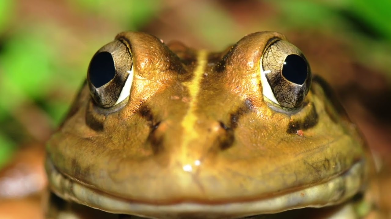 Agumbe Rainforest Expedition