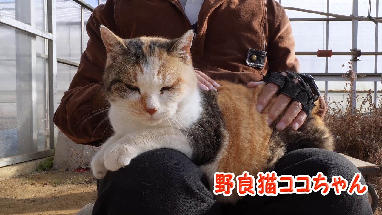 野良猫ココちゃん短縮版231226 - YouTube