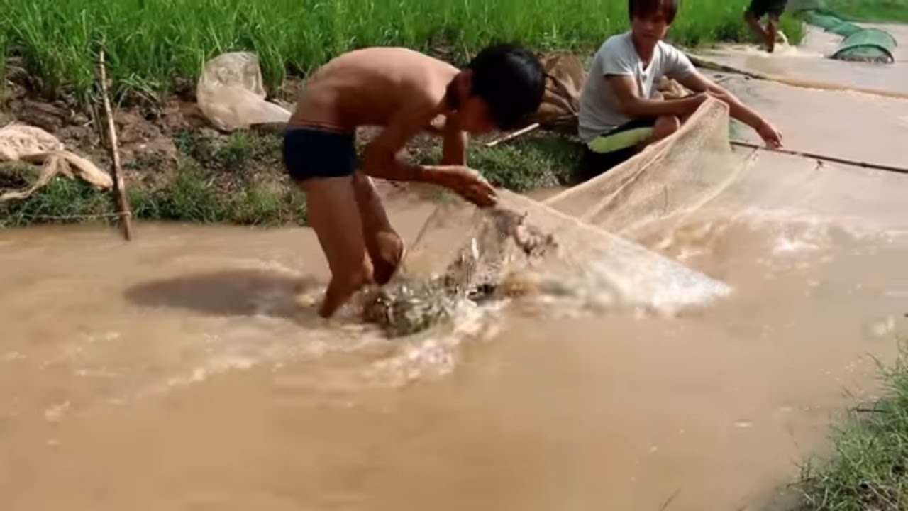 Amazing Country side life of children catch fish by Net fishing and hand fishing