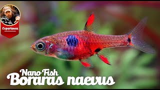 Nano Fish from the Genus Boraras - Vol 1. Boraras naevus and Boraras micros