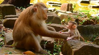The Silent Leanguage Between Mom and Baby | Baby Monkey Learning To Communicate With Mom