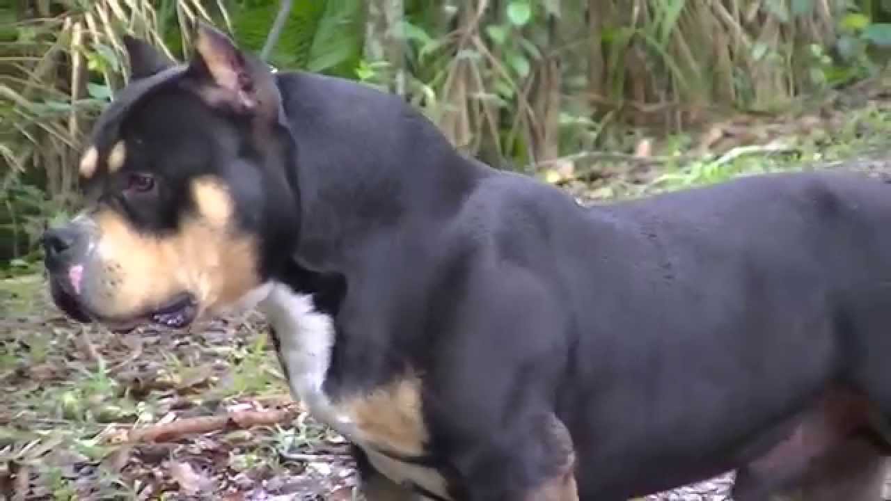 american bully pedigree