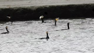 1120125 The great cormorants competing for fish at Mei-Tee wharf.