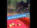 jeux d'eau avec chiens et chevaux