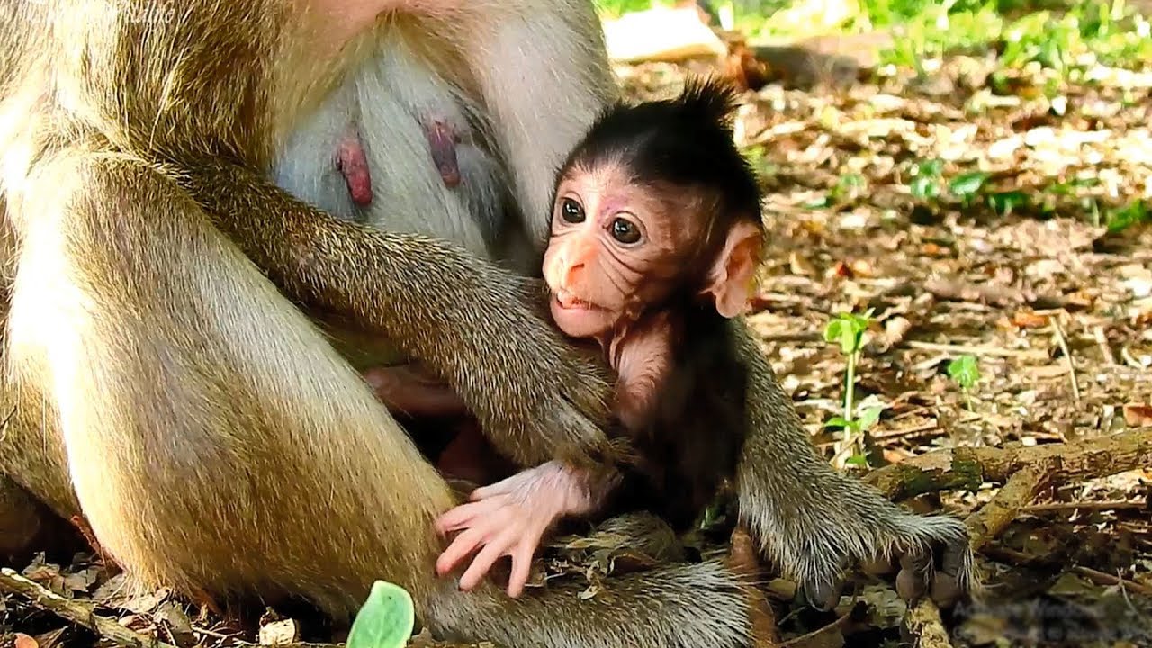 Unexpectable for what happened to Fauna monkey delivered newborn baby Farrah