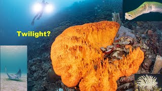 Twilight Reef Colors Of Bonaire ep. 36 | A Diver's Life