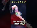 Q.世界一泳ぐのが速い魚と遅い魚は何ですか?