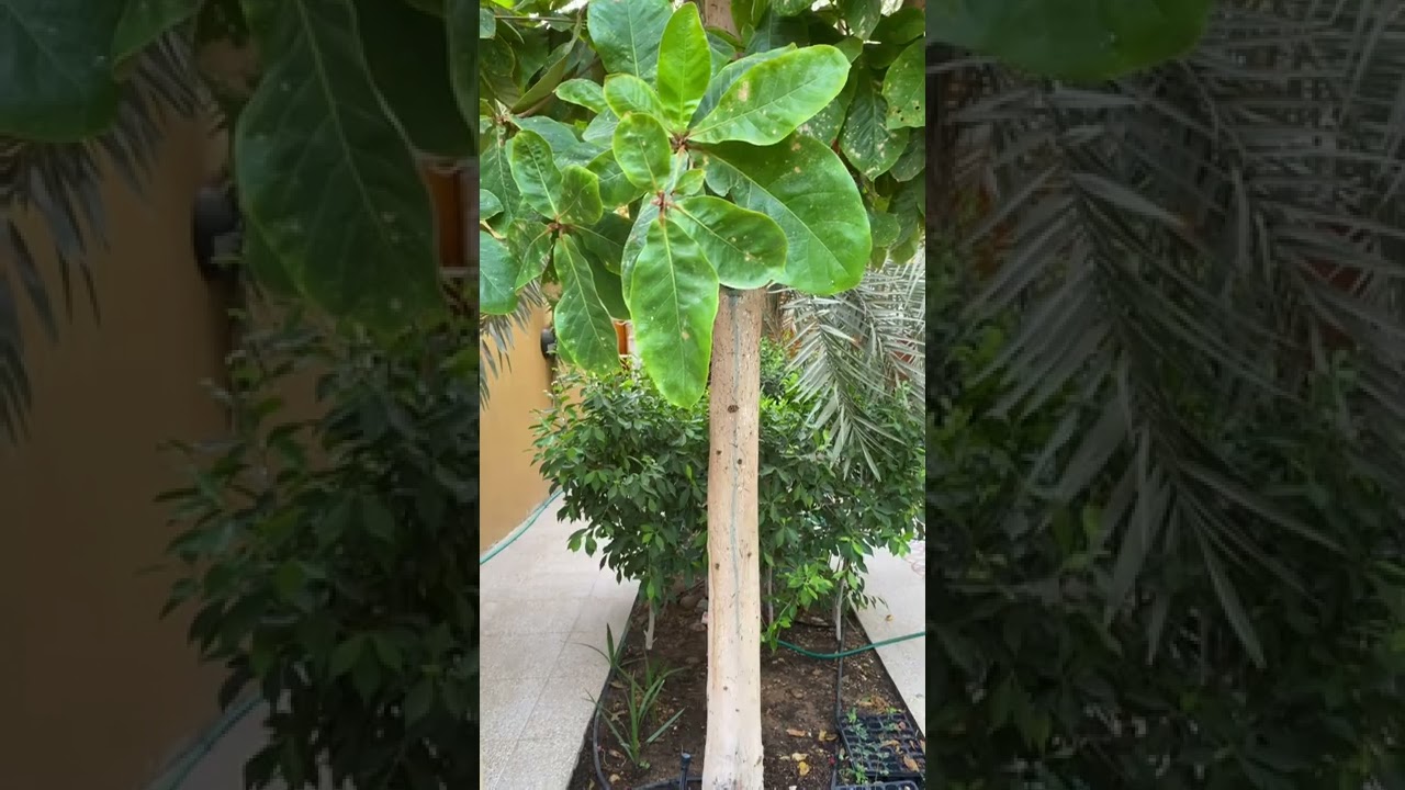 علاج امراض شجرة اللوز او البيدام من الحشرات الماصه والتربس