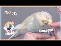 ВЕЧЕРНЯЯ ПРОГУЛКА | ПОЧЕСОНЫ С ПОПУГАЕМ | ЛАСКОВЫЙ ВОЛНИСТИК