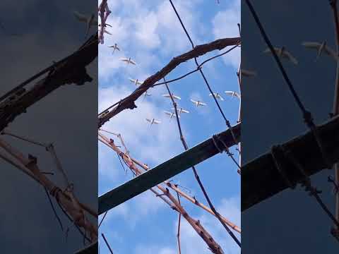 #гусии летят над головой )