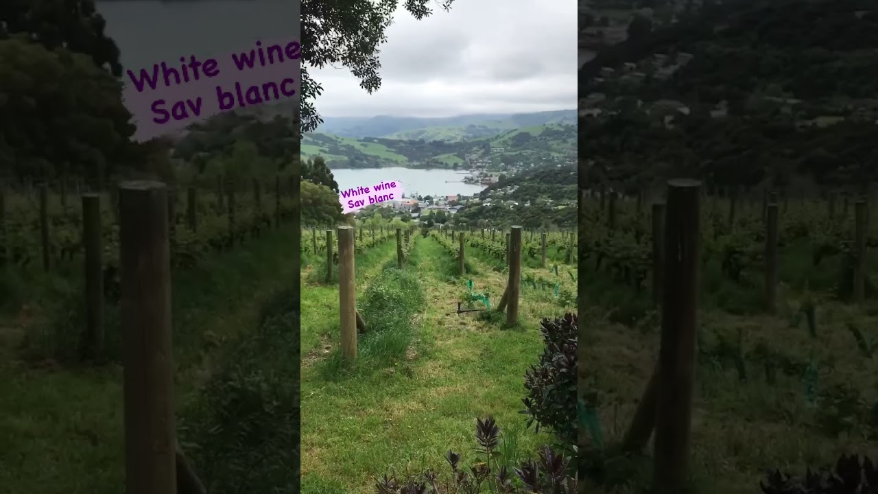 Vino blanco 