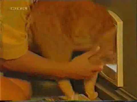 Blonde Installing a Cat Door