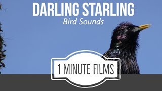 Darling Starling Bird Sounds ~ 1 Minute Films screenshot 3