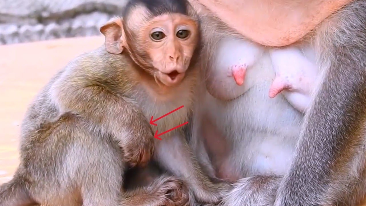 🔴Live: Piggy Newborn Baby Screaming When Sick Hand Without Mom Help