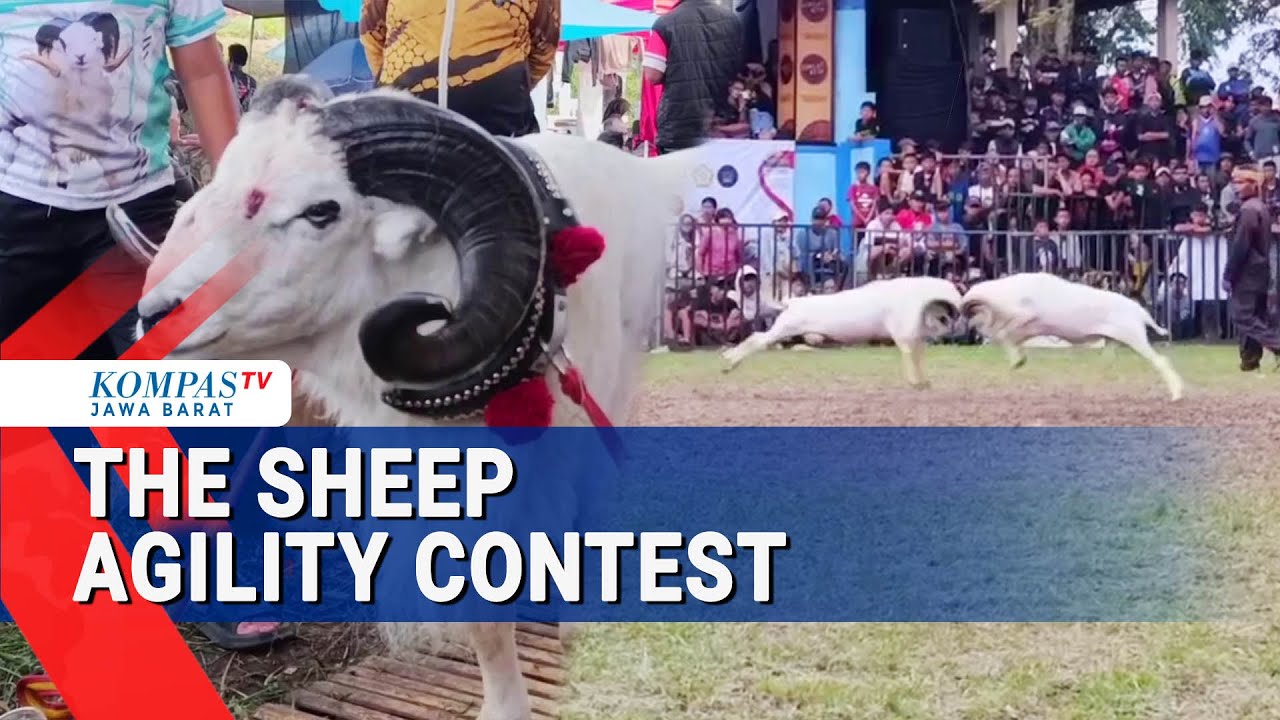 The Sheep Agility Contest In Garut