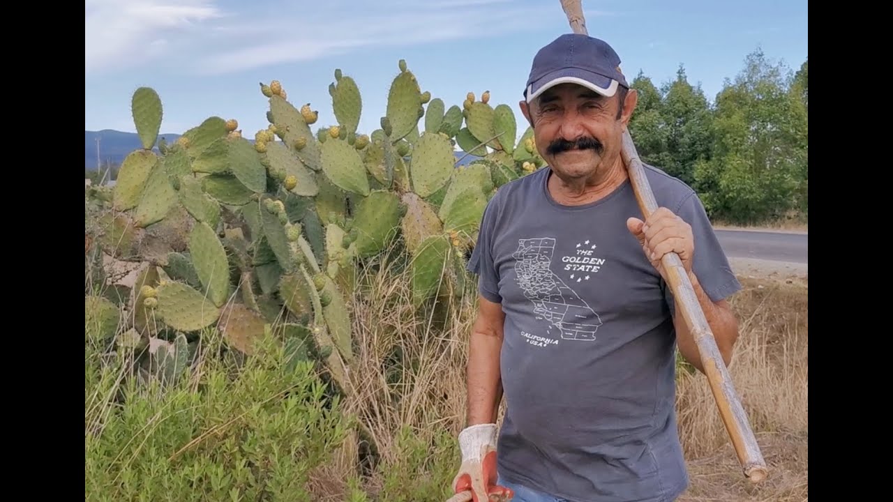 TUTORIAL: Come raccogliere i fichi d'India senza pungerci con le spine 😎✌️