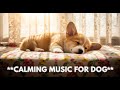 12 hours of Soothing Dog Music for Deep Sleep 😴 Reduce Anxiety & Calm Your Pup 🐾 Relaxing Sounds