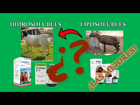 ¡TODO lo que debes saber sobre las VITAMINAS para los borregos! hqdefault