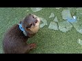 Otter Jumps Into Freezing Pool?!