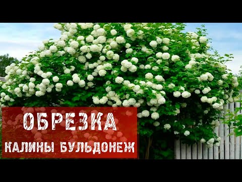 Видео: Как се грижите за храст от калина?