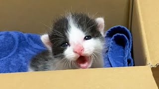 撫でて！と要求する赤ちゃん猫がかわいい