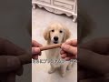 ペット人口、赤ちゃんより多いなんて！