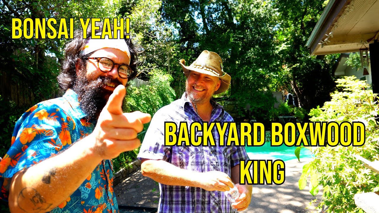 Backyard Boxwood King, Joey McCoy pt. 2 - Bonsai-YEAH!