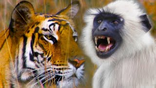 Monkeys Sound Alarm To Save Deer From A Tiger | Life | BBC Earth