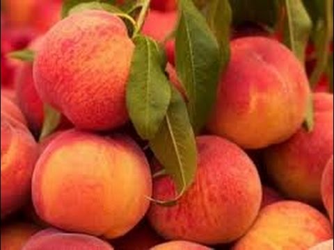 Cómo Cultivar Durazno O Melocotón - TvAgro Por Juan Gonzalo Angel