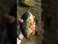 Beautiful big fish surprises me #creekfishing #largemouthbassin #bassfishing #smallmouth #fishing