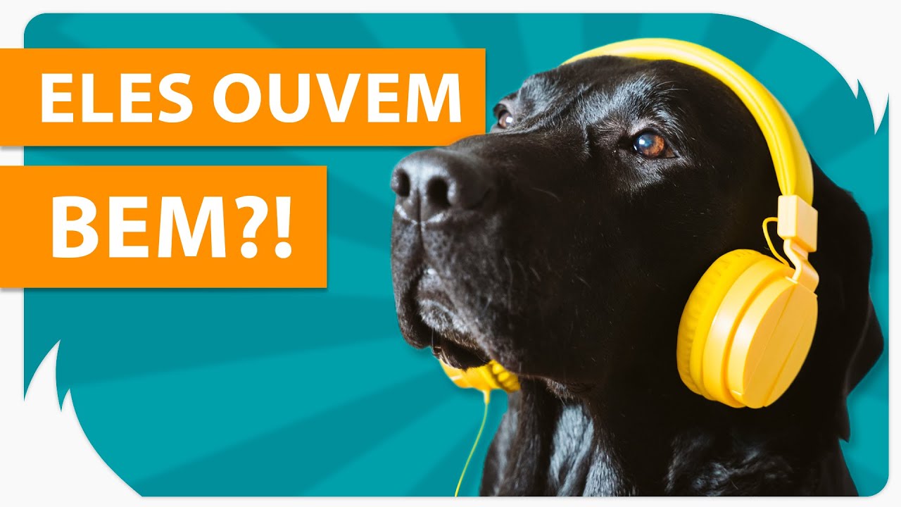 Movimento Das Orelhas Dos Cães Para Audição