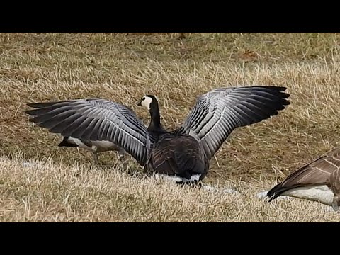 Barnacle Goose among Canada Geese